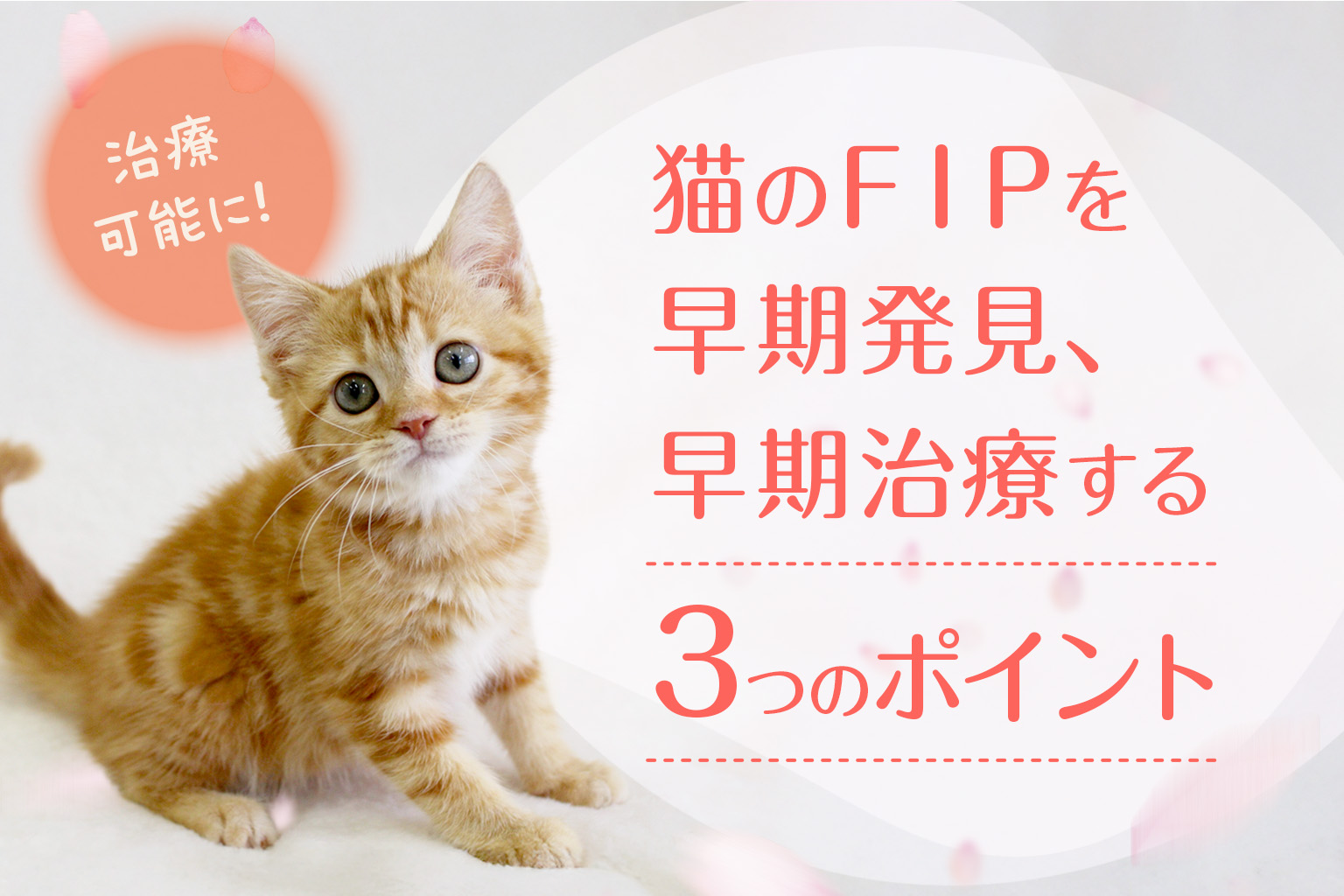 【治療可能に！】猫のFIPを早期発見・早期治療する３つのポイント