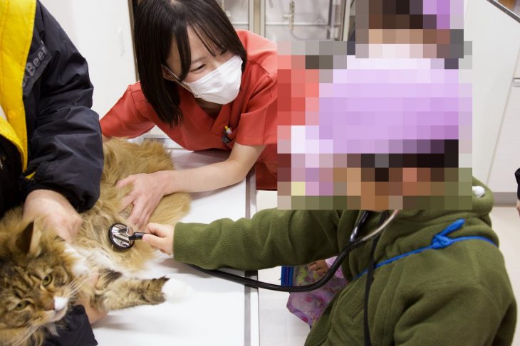 猫ちゃんの心音を聴診器で聞く子ども