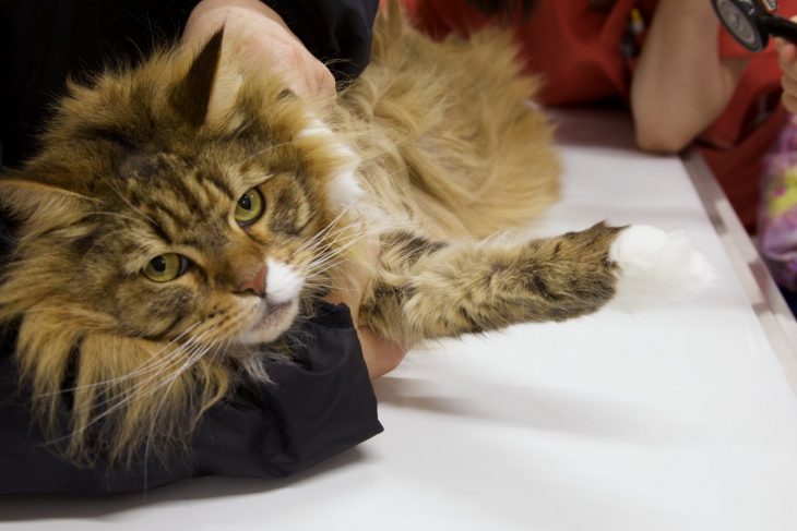協力してくれた猫ちゃん